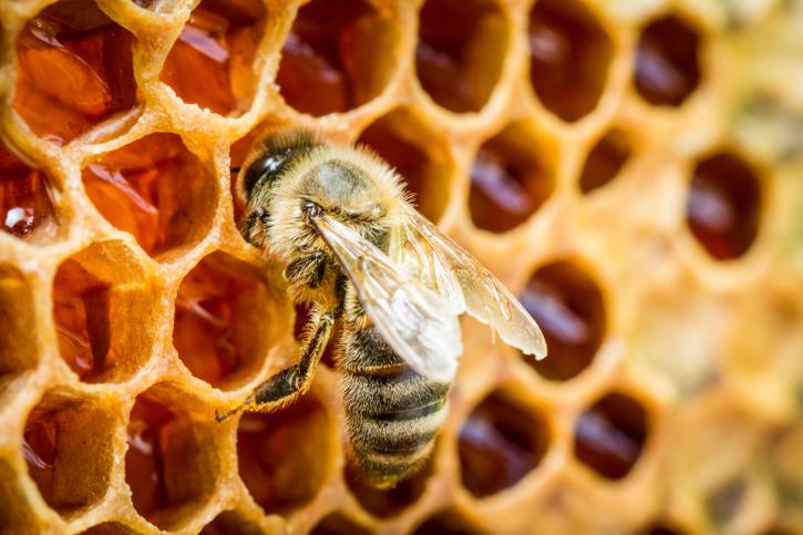 cera de abeja en hexágonos