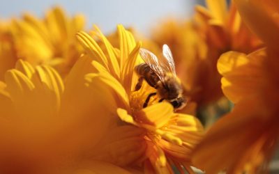 Las principales amenazas para las abejas